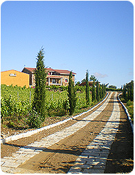 Viña Placentina. Wines from organic farming. Extremadura (Spain)